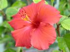 Hibiscus